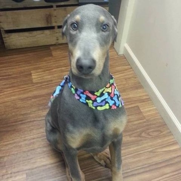 Meet your Posher, Bobby - Picture 1 of 1